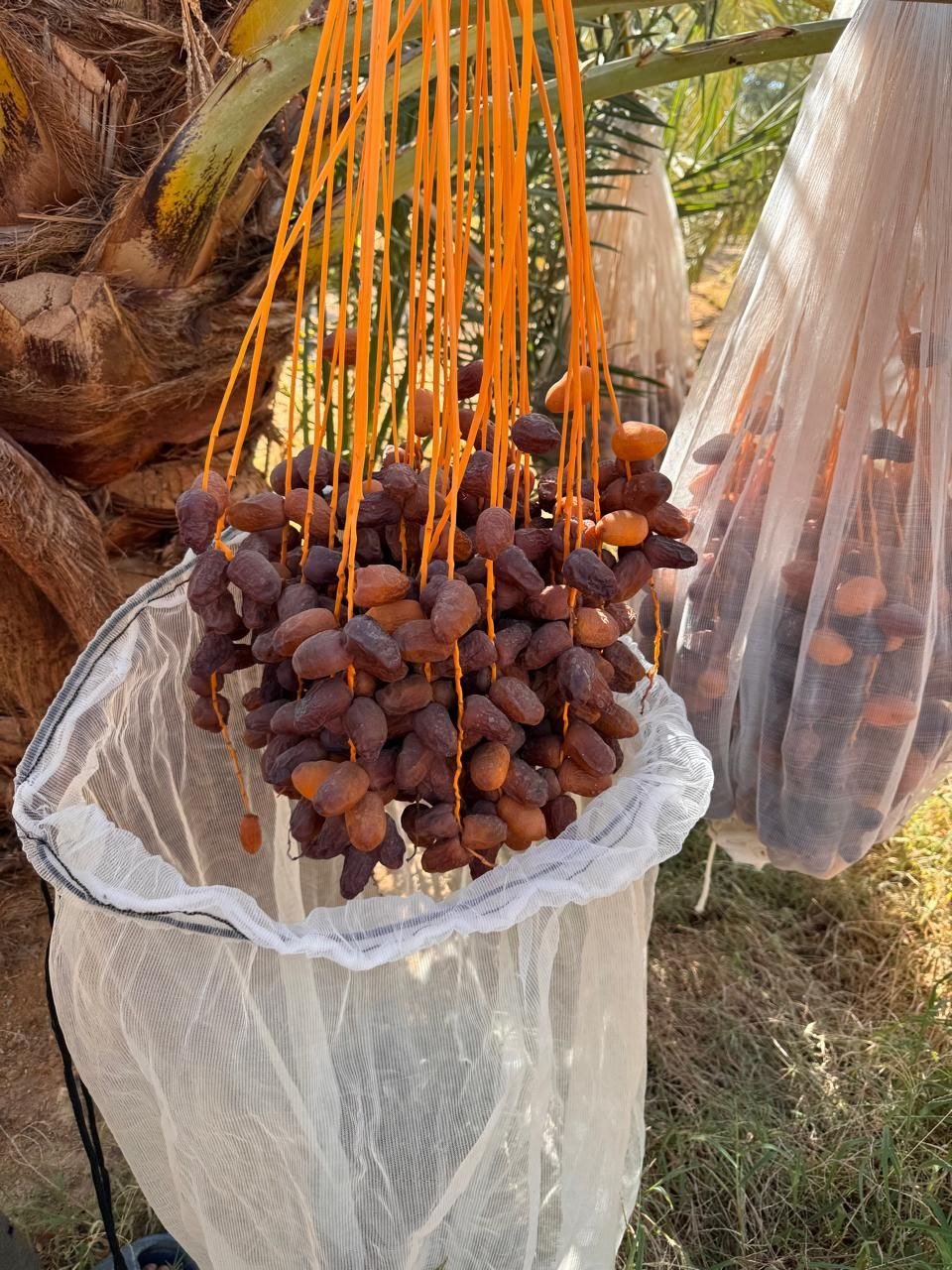 نموذج من أعمال ريآن في مزرعة الكادي